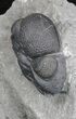 Curled Eldredgeops Trilobite With Nice Eyes - New York #35146-2